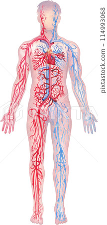 Illustration showing human circulatory system with red arteries and blue veins Illustration showing human circulatory system with red arteries and blue veins 114993068