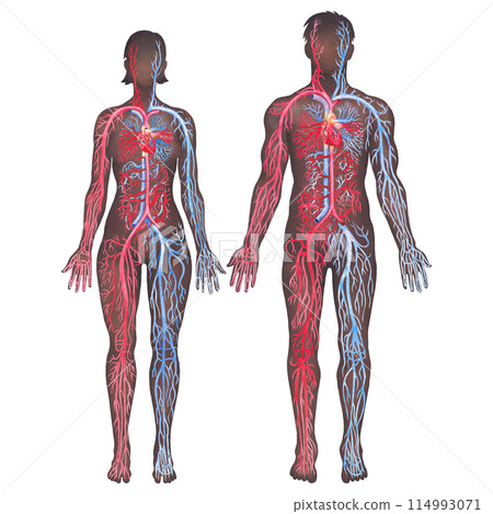 Illustration showing human circulatory system with red arteries and blue veins 114993071