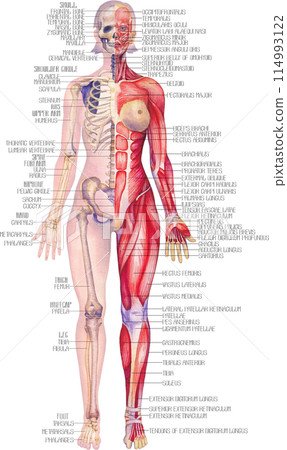 Detailed watercolor illustration of a female human anatomy showing skeletal and muscular systems. 114993122