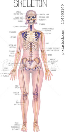 Detailed watercolor illustration of a female human body anatomy showcases skeletal structure Detailed watercolor illustration of a female human body anatomy showcases skeletal structure 114993149