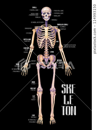 Realistic detailed watercolor human skeleton 114993150