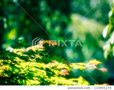 Sunlit green maple leaves in early summer 114993279