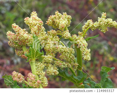 Rhubarb flowers and copy space Rhubarb flowers and copy space 114993317