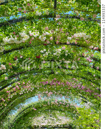 Rose tunnel arch Rose tunnel arch 114993337