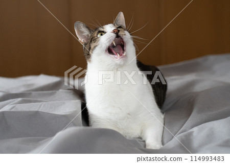Meowing cat, brown tabby and white Meowing cat, brown tabby and white 114993483