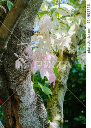 Negrand maple flamingo 114993558