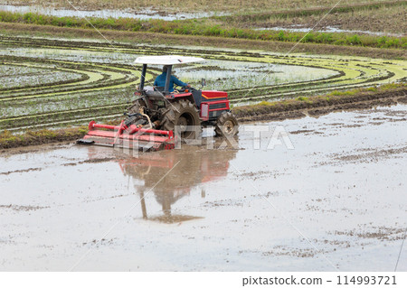 Tractor plowing in preparation for rice planting 114993721