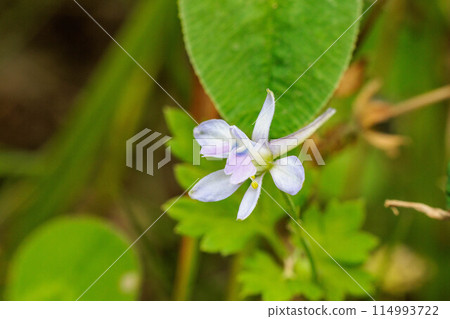 The pretty flower of the lily of the valley The pretty flower of the lily of the valley 114993722
