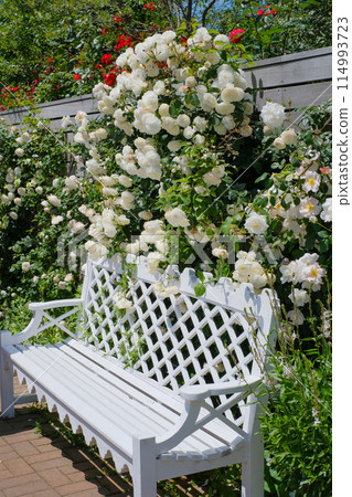 White roses and bench White roses and bench 114993723
