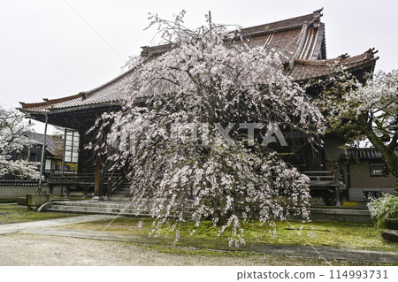 瑞泉寺的垂枝櫻花 瑞泉寺的垂枝櫻花 114993731
