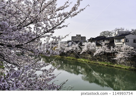 Cherry blossoms in Kanazawa Asano River neighborhood 114993754