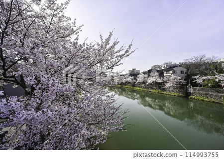 Cherry blossoms in Kanazawa Asano River neighborhood 114993755