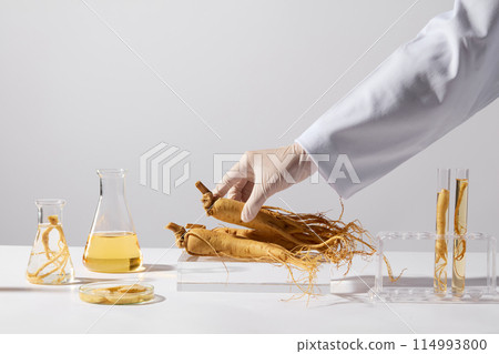 A ginseng root on a glass platform is lifted by a hand of scientist, next to a test tube rack, erlenmeyer flask and petri dishes of some ginseng slices over white background. Copy space, front view 114993800