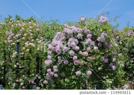 玫瑰園 玫瑰 玫瑰 英式花園 114993811