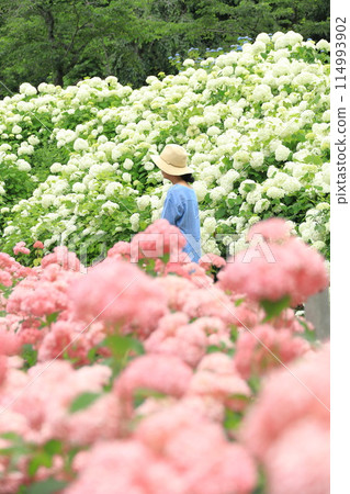 Tokyo Summerland Hydrangea Garden 114993902