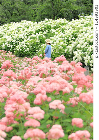 東京夏日樂園繡球花園 114993903