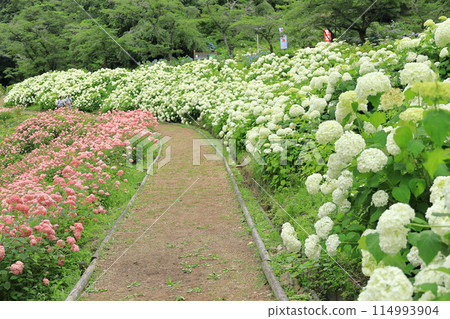 東京夏日樂園繡球花園 東京夏日樂園繡球花園 114993904