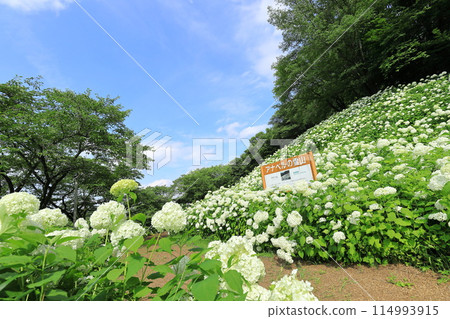 Tokyo Summerland Hydrangea Garden 114993915
