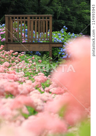 Tokyo Summerland Hydrangea Garden Tokyo Summerland Hydrangea Garden 114993943