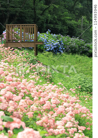 東京夏日樂園繡球花園 東京夏日樂園繡球花園 114993946