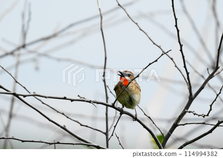 A bush warbler perched on a tree branch A bush warbler perched on a tree branch 114994382
