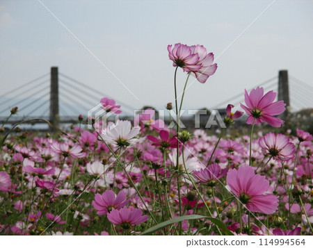 在秋天的草地上，色彩鮮豔的波斯菊綻放著美麗的花朵。 114994564