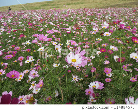 Brightly colored cosmos flowers bloom beautifully in the autumn meadow. 114994573