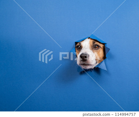 Funny dog jack russell terrier leans out of a hole in a paper blue background. Funny dog jack russell terrier leans out of a hole in a paper blue background. 114994757