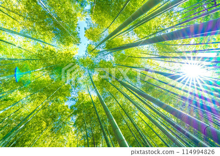 Yokohama cityscape in Japan: Beautiful bamboo forest starting to turn yellow and sunlight... a ray of hope... = May 16th Yokohama cityscape in Japan: Beautiful bamboo forest starting to turn yellow and sunlight... a ray of hope... = May 16th 114994826