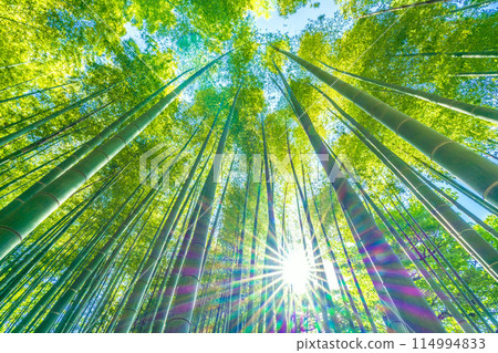 日本橫濱城市景觀美麗的竹林和開始變黃的陽光...希望之光...=5月16日 114994833