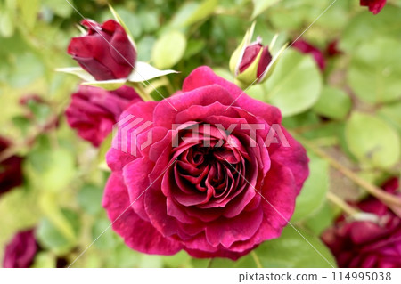 Roses red 114995038