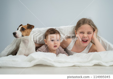 A little girl and her five-month-old brother and Jack Russell Terrier dog lie wrapped in a blanket.  114995045