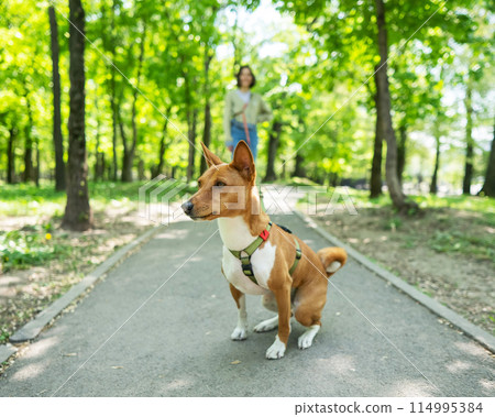A young woman walks with an African basenji dog on a leash in the park. A young woman walks with an African basenji dog on a leash in the park. 114995384