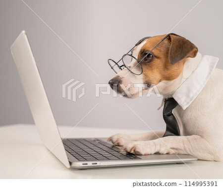 Cute Jack Russell Terrier dog wearing glasses and a tie sits at a laptop on a white background.  Cute Jack Russell Terrier dog wearing glasses and a tie sits at a laptop on a white background.  114995391