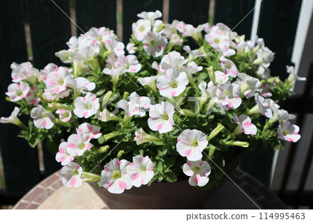 Safinia art flowers planted in a planter 114995463