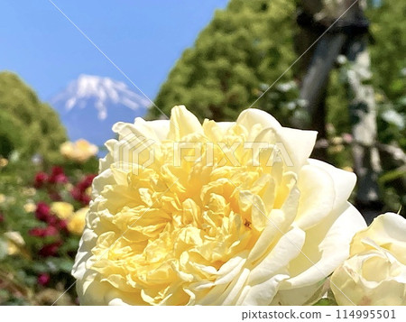 Roses and Mt. Fuji Roses and Mt. Fuji 114995501