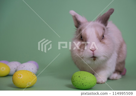 Easter Bunny on a green background with colorful painted eggs. 114995509