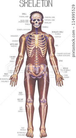 Detailed watercolor illustration of a male human body anatomy showcases skeletal structure Detailed watercolor illustration of a male human body anatomy showcases skeletal structure 114995529