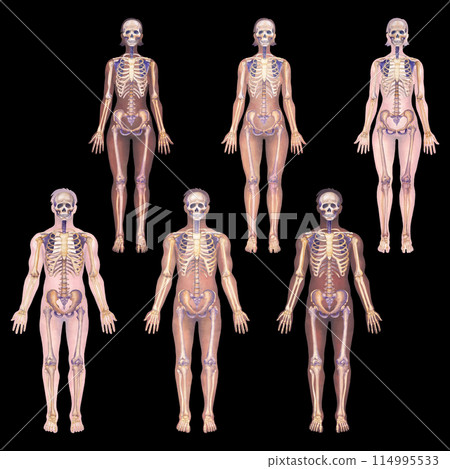 Detailed watercolor illustration of a male and female human skeletal structures Detailed watercolor illustration of a male and female human skeletal structures 114995533