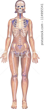 Detailed watercolor illustration of a female human body anatomy showcases skeletal structure 114995541