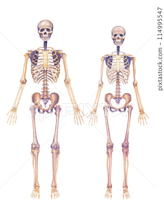 Realistic watercolor human male and female skeletons 114995547
