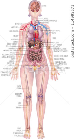 Detailed watercolor illustration of a male human internal organs, skeletal and cardiovascular system Detailed watercolor illustration of a male human internal organs, skeletal and cardiovascular system 114995573