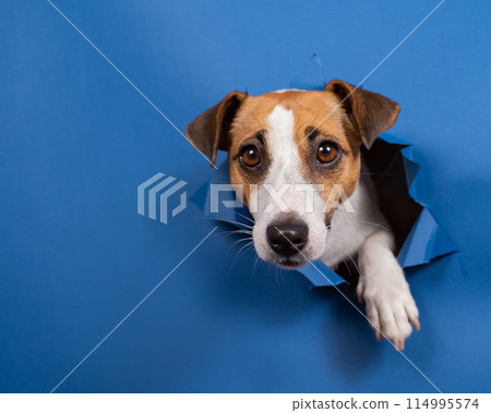 Funny dog jack russell terrier climbs out of a paper blue background breaking a hole in it. Funny dog jack russell terrier climbs out of a paper blue background breaking a hole in it. 114995574