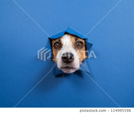 Funny dog jack russell terrier leans out of a hole in a paper blue background.  114995598