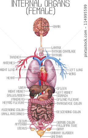 Detailed watercolor illustration of a female human internal organs and cardiovascular system 114995599