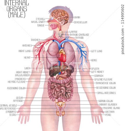 Detailed watercolor illustration of a male human internal organs and cardiovascular system 114995602