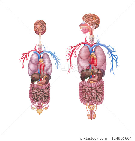 Detailed watercolor illustration of a male human internal organs and cardiovascular system Detailed watercolor illustration of a male human internal organs and cardiovascular system 114995604