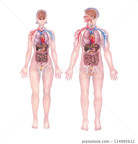 Watercolor male and female human bodies with internal organs and a cardiovascular systems 114995612