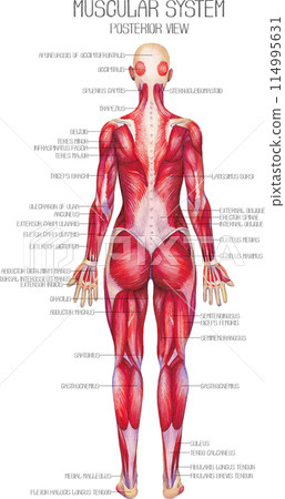 Watercolor anatomical illustration of a female human muscular system Watercolor anatomical illustration of a female human muscular system 114995631