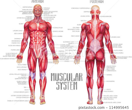 Watercolor anatomical illustration of a male human muscular system 114995645